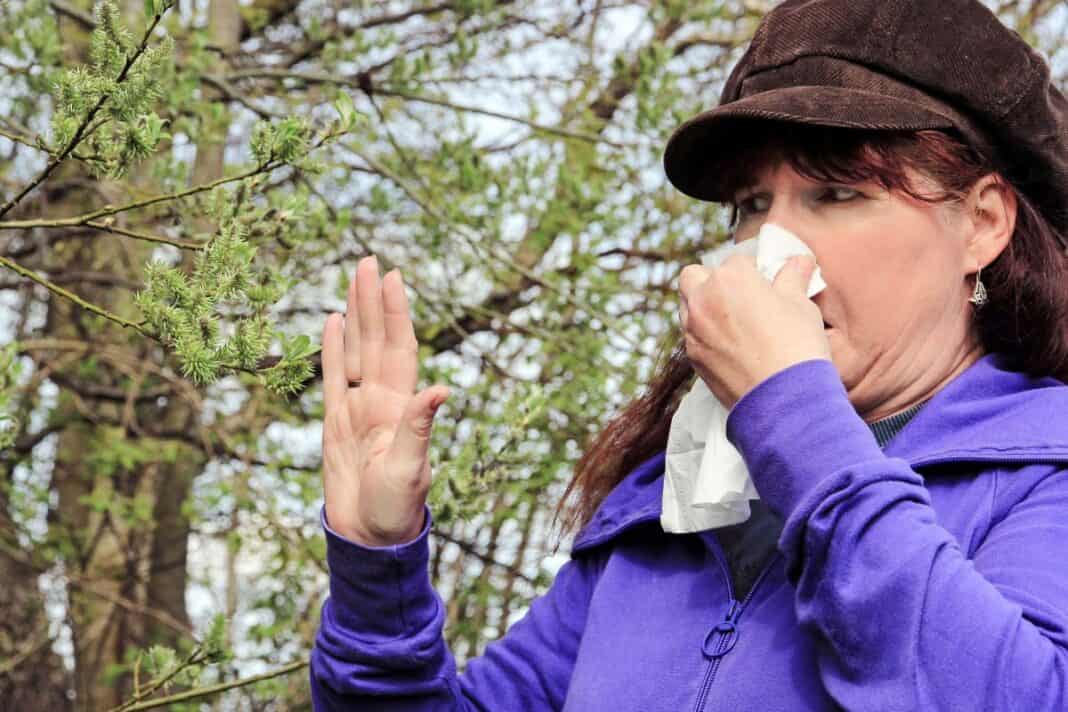 Jetzt beginnt wieder die Leidenszeit für Allergiker in Flensburg