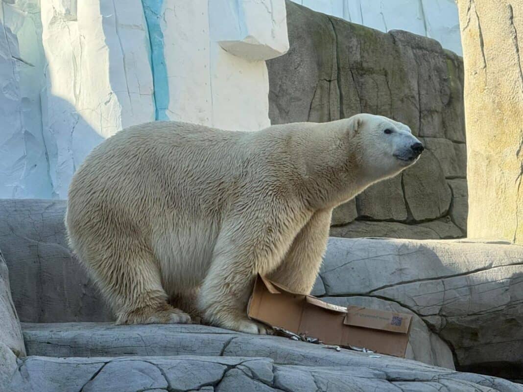 HAG_Eisbärenmann-Rasputin Eisiger Neuzugang bei Hagenbeck