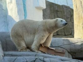 Eisiger Neuzugang bei Hagenbeck Eisiger Neuzugang bei Hagenbeck