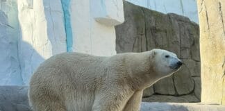 Eisiger Neuzugang bei Hagenbeck Eisiger Neuzugang bei Hagenbeck