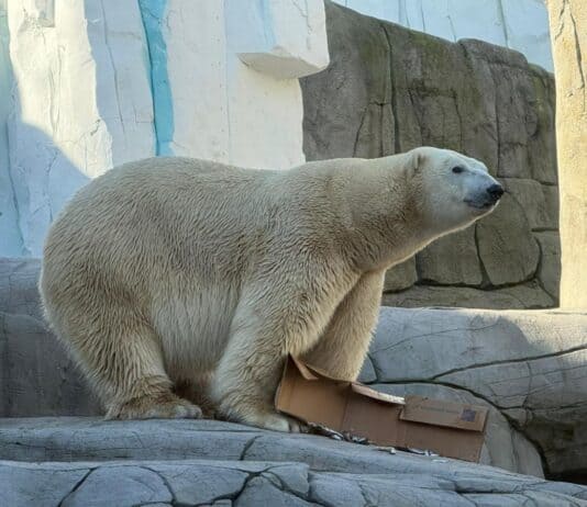 Eisiger Neuzugang bei Hagenbeck Eisiger Neuzugang bei Hagenbeck