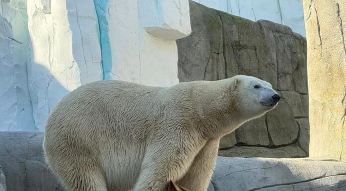 Eisiger Neuzugang bei Hagenbeck Eisiger Neuzugang bei Hagenbeck