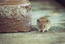 Frühjahrsputz: Wenn Mäuse krank machen Frühjahrsputz: Wenn Mäuse krank machen