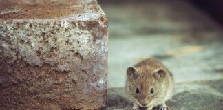 Frühjahrsputz: Wenn Mäuse krank machen Frühjahrsputz: Wenn Mäuse krank machen