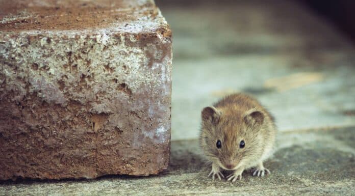 Frühjahrsputz: Wenn Mäuse krank machen Frühjahrsputz: Wenn Mäuse krank machen