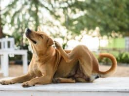 Frühjahrszeit ist Allergiezeit – Wenn Hunde unter Juckreiz leiden Frühjahrszeit ist Allergiezeit - Wenn Hunde unter Juckreiz leiden