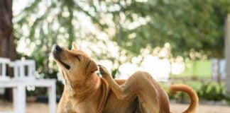 Frühjahrszeit ist Allergiezeit – Wenn Hunde unter Juckreiz leiden Frühjahrszeit ist Allergiezeit - Wenn Hunde unter Juckreiz leiden