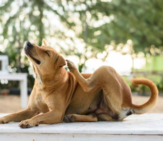 Frühjahrszeit ist Allergiezeit – Wenn Hunde unter Juckreiz leiden Frühjahrszeit ist Allergiezeit - Wenn Hunde unter Juckreiz leiden
