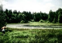 Geheimnisse des Mückenwaldes, Teil 7 Geheimnisse des Mückenwaldes, Teil 7