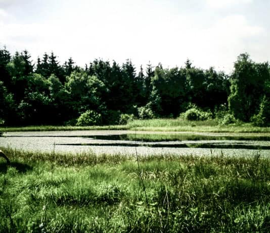 Geheimnisse des Mückenwaldes, Teil 7 Geheimnisse des Mückenwaldes, Teil 7