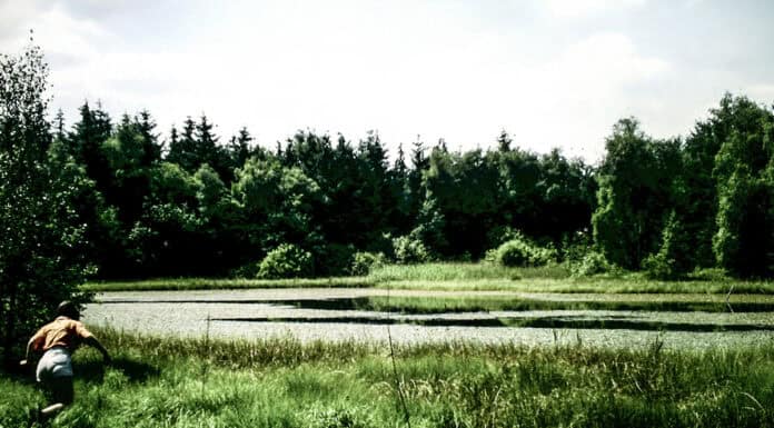 Geheimnisse des Mückenwaldes, Teil 7 Geheimnisse des Mückenwaldes, Teil 7