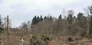 Geheimnisse des Mückenwaldes, Teil 8 Geheimnisse des Mückenwaldes, Teil 8