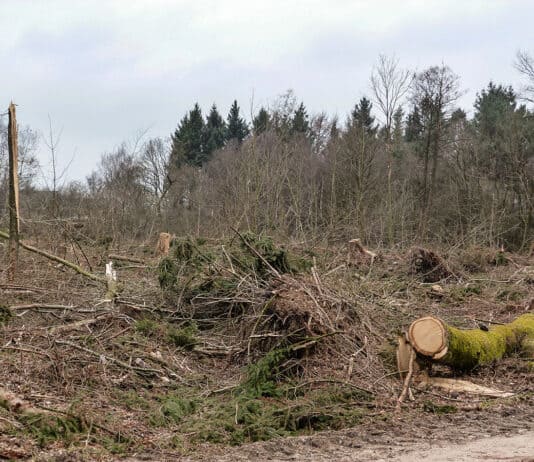 Geheimnisse des Mückenwaldes, Teil 8 Geheimnisse des Mückenwaldes, Teil 8