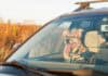 Vorsicht vor Hitze im Auto Vorsicht vor Hitze im Auto