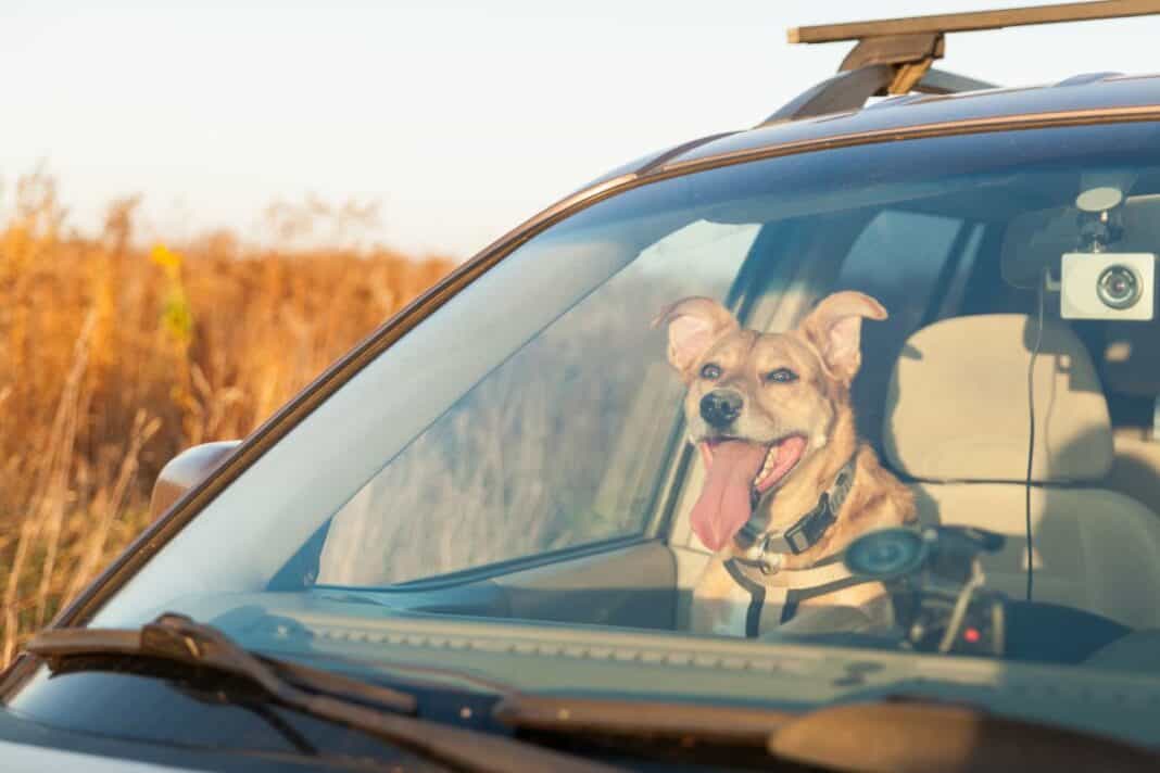 Happy ginger red mix breed dog in car Vorsicht vor Hitze im Auto