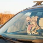 Vorsicht vor Hitze im Auto Vorsicht vor Hitze im Auto