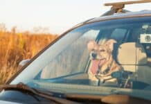 Vorsicht vor Hitze im Auto Vorsicht vor Hitze im Auto