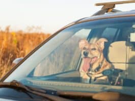 Vorsicht vor Hitze im Auto Vorsicht vor Hitze im Auto