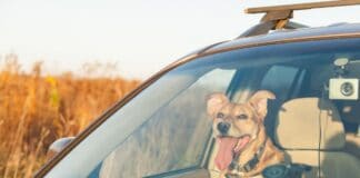 Vorsicht vor Hitze im Auto Vorsicht vor Hitze im Auto