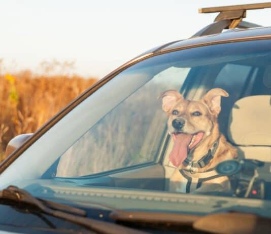 Vorsicht vor Hitze im Auto Vorsicht vor Hitze im Auto