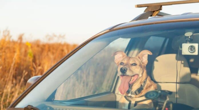 Vorsicht vor Hitze im Auto Vorsicht vor Hitze im Auto