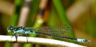 Seltene Libelle: letztes großes Vorkommen in Deutschland im Stiftungsland Jardelunder Moor Seltene Libelle: letztes großes Vorkommen in Deutschland im Stiftungsland Jardelunder Moor