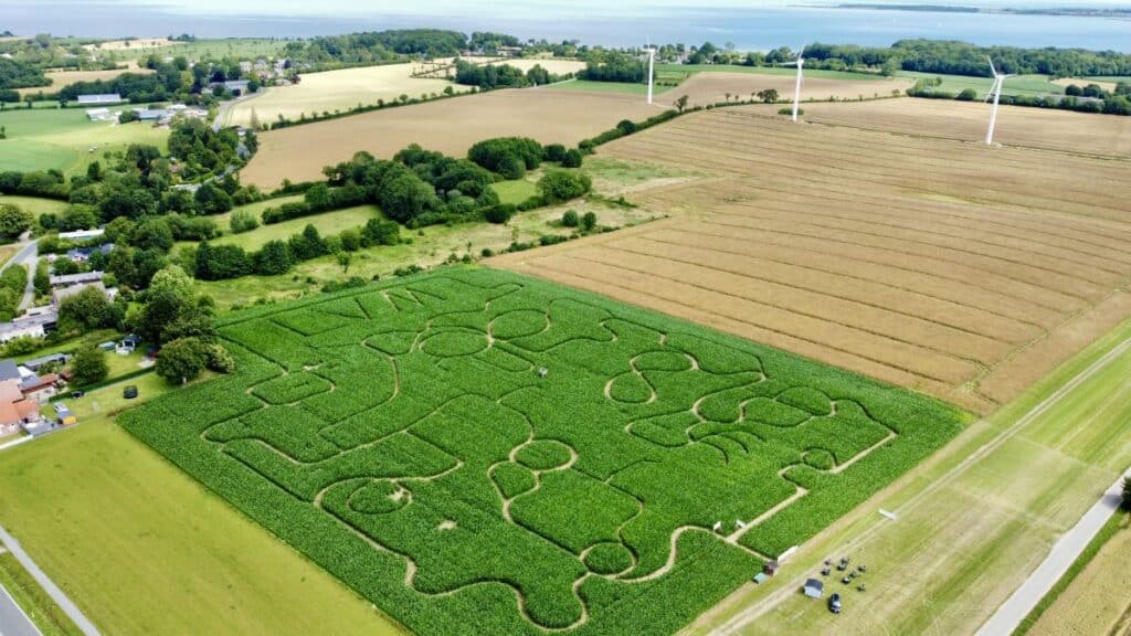 Irrwitziger Suchspaß auf 3,6 Hektar: Das Maislabyrinth auf Gut Oestergaard öffnet zum 26. Mal
