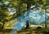 Brandgefahr: Augen auf beim Waldspaziergang Brandgefahr: Augen auf beim Waldspaziergang