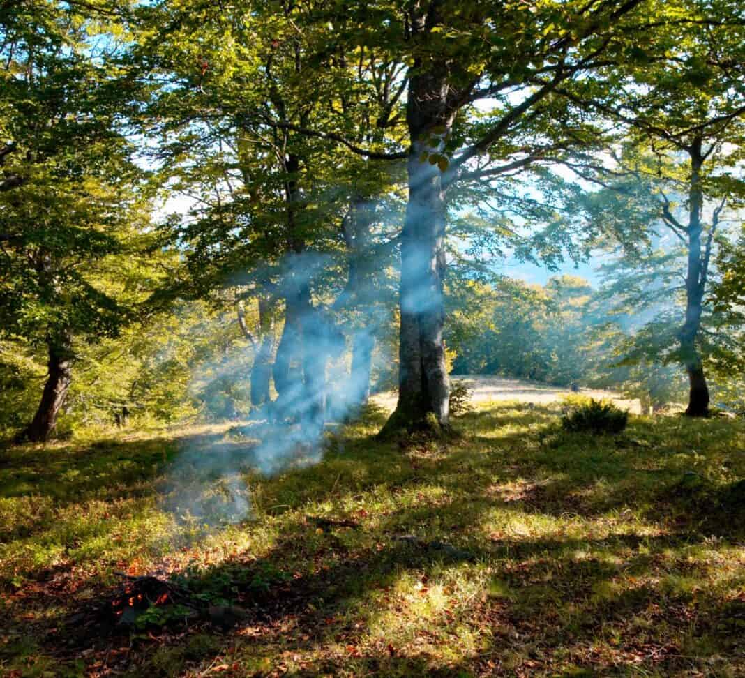 Brandgefahr: Augen auf beim Waldspaziergang