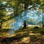 Brandgefahr: Augen auf beim Waldspaziergang Brandgefahr: Augen auf beim Waldspaziergang