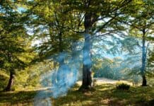 Brandgefahr: Augen auf beim Waldspaziergang Brandgefahr: Augen auf beim Waldspaziergang