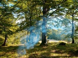 Brandgefahr: Augen auf beim Waldspaziergang Brandgefahr: Augen auf beim Waldspaziergang