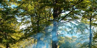 Brandgefahr: Augen auf beim Waldspaziergang Brandgefahr: Augen auf beim Waldspaziergang