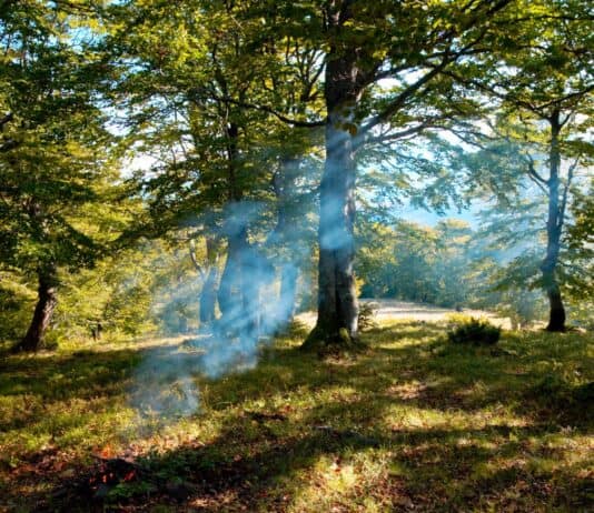 Brandgefahr: Augen auf beim Waldspaziergang Brandgefahr: Augen auf beim Waldspaziergang