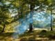Brandgefahr: Augen auf beim Waldspaziergang Brandgefahr: Augen auf beim Waldspaziergang
