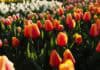 Frühlingsgefühle in Flensburg – wie Tulpen Farbe, Freude und regionale Tradition vereinen Frühlingsgefühle in Flensburg – wie Tulpen Farbe, Freude und regionale Tradition vereinen