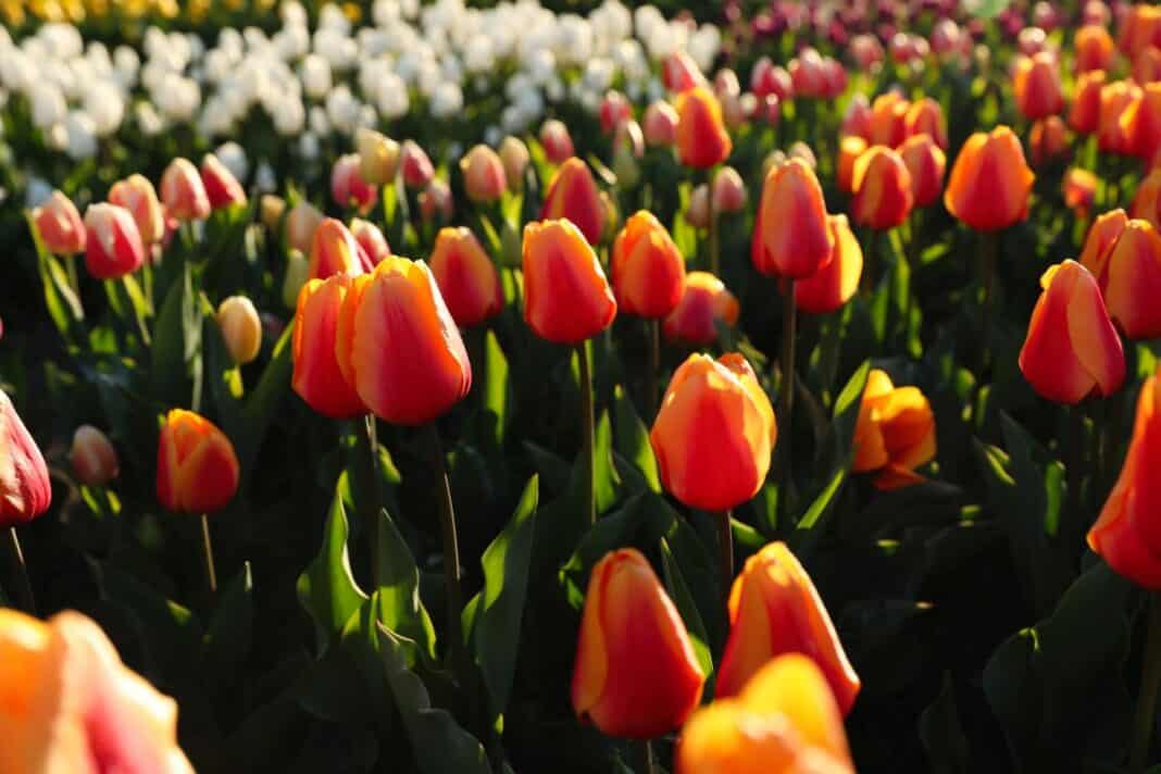 Frühlingsgefühle in Flensburg – wie Tulpen Farbe, Freude und regionale Tradition vereinen