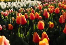 Frühlingsgefühle in Flensburg – wie Tulpen Farbe, Freude und regionale Tradition vereinen Frühlingsgefühle in Flensburg – wie Tulpen Farbe, Freude und regionale Tradition vereinen