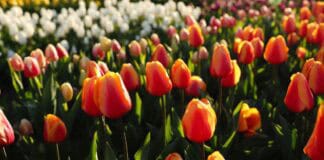 Frühlingsgefühle in Flensburg – wie Tulpen Farbe, Freude und regionale Tradition vereinen Frühlingsgefühle in Flensburg – wie Tulpen Farbe, Freude und regionale Tradition vereinen