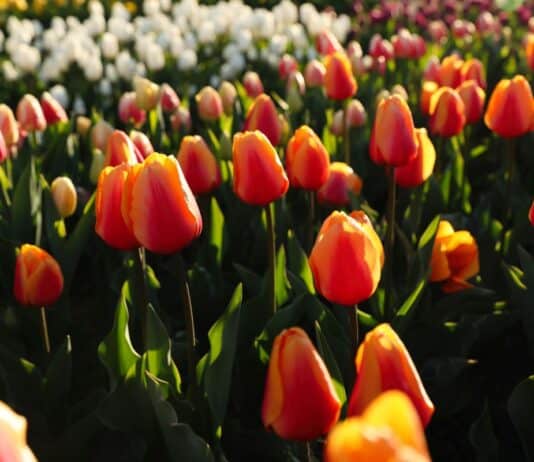 Frühlingsgefühle in Flensburg – wie Tulpen Farbe, Freude und regionale Tradition vereinen Frühlingsgefühle in Flensburg – wie Tulpen Farbe, Freude und regionale Tradition vereinen