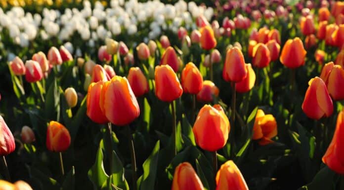 Frühlingsgefühle in Flensburg – wie Tulpen Farbe, Freude und regionale Tradition vereinen Frühlingsgefühle in Flensburg – wie Tulpen Farbe, Freude und regionale Tradition vereinen