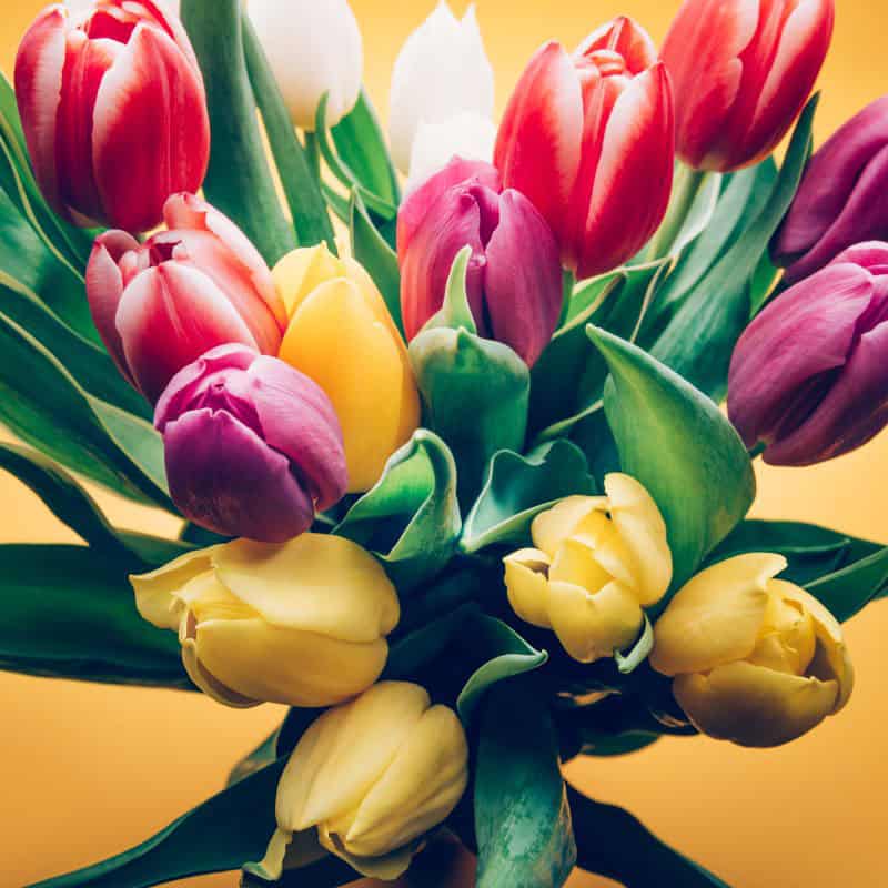 Frühlingsgefühle in Flensburg – wie Tulpen Farbe, Freude und regionale Tradition vereinen