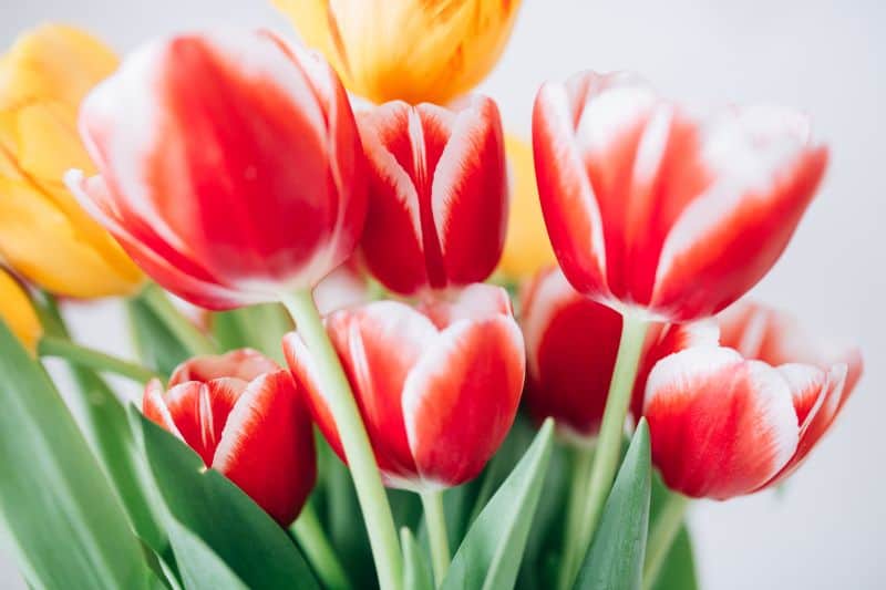 Frühlingsgefühle in Flensburg – wie Tulpen Farbe, Freude und regionale Tradition vereinen