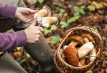 Start der Pilzsaison in Flensburg: Gefahr durch giftige Pilze Start der Pilzsaison in Flensburg: Gefahr durch giftige Pilze