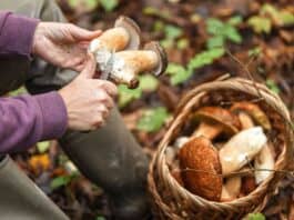 Start der Pilzsaison in Flensburg: Gefahr durch giftige Pilze Start der Pilzsaison in Flensburg: Gefahr durch giftige Pilze