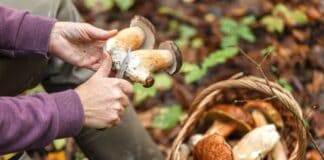 Start der Pilzsaison in Flensburg: Gefahr durch giftige Pilze Start der Pilzsaison in Flensburg: Gefahr durch giftige Pilze