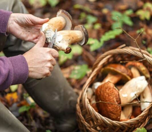 Start der Pilzsaison in Flensburg: Gefahr durch giftige Pilze Start der Pilzsaison in Flensburg: Gefahr durch giftige Pilze