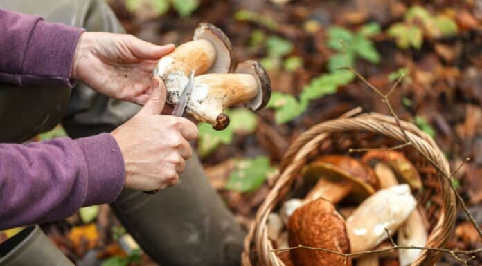 Start der Pilzsaison in Flensburg: Gefahr durch giftige Pilze Start der Pilzsaison in Flensburg: Gefahr durch giftige Pilze