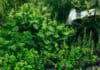 Der eigene kleine Kräutergarten Der eigene kleine Kräutergarten