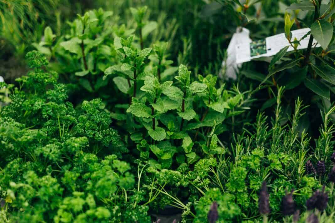 Der eigene kleine Kräutergarten